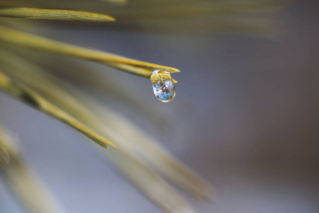  freezing rain on a pine bough in spring