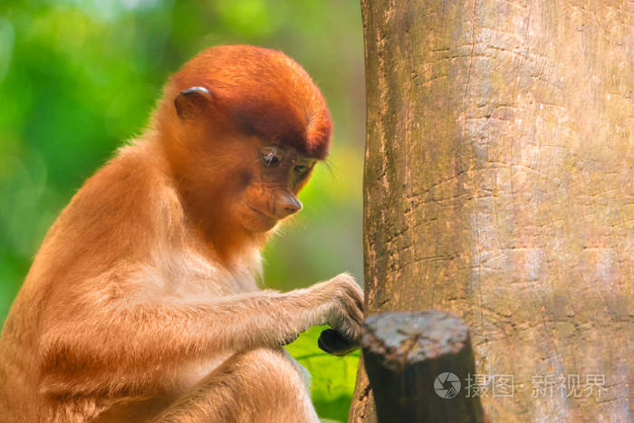 一只长鼻猴的婴儿鼻翼肖像特写