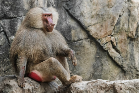 坐在岩石上的一只猴子