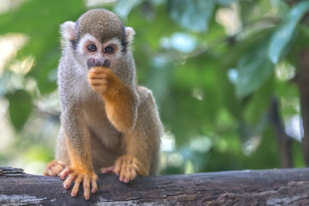 常见的松鼠猴saimirisciureus在树上吃