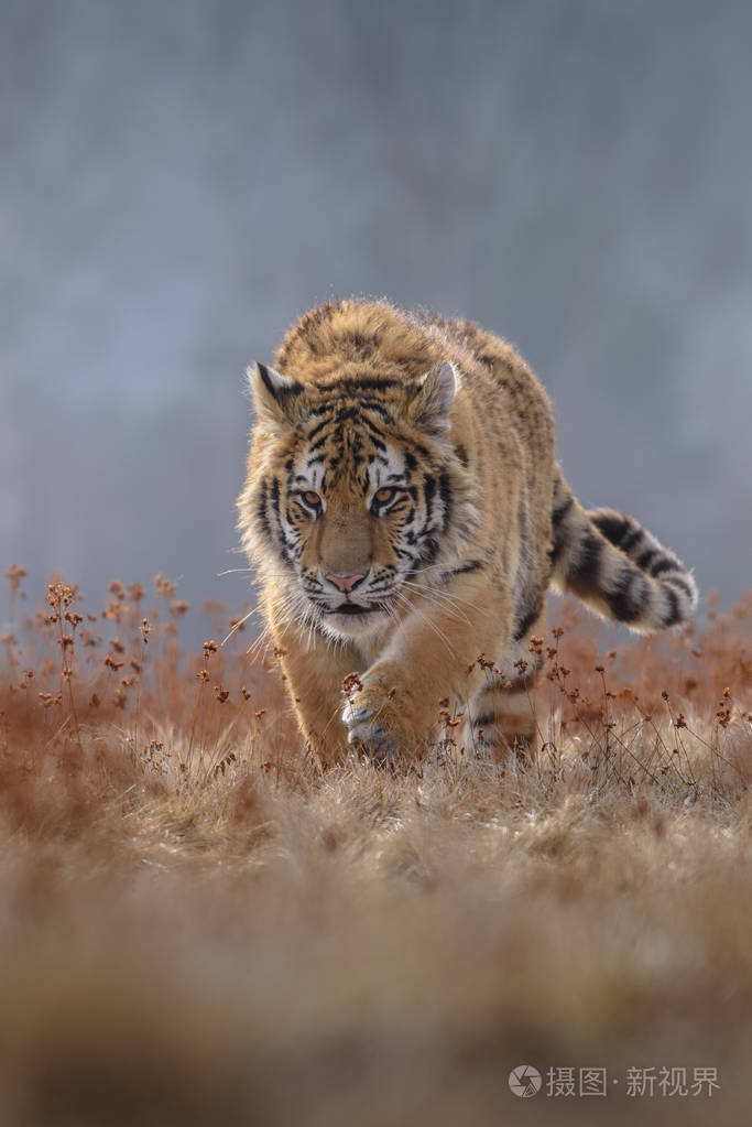 一只年轻的老虎把爪子扣在树上.