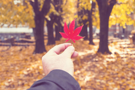 s hand holds a red maple leaf in an autumn park. Toned
