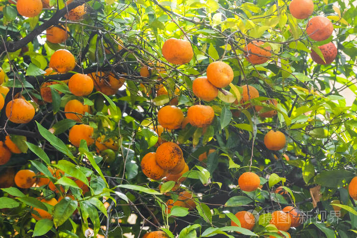 一棵树上有成熟的橘子果实