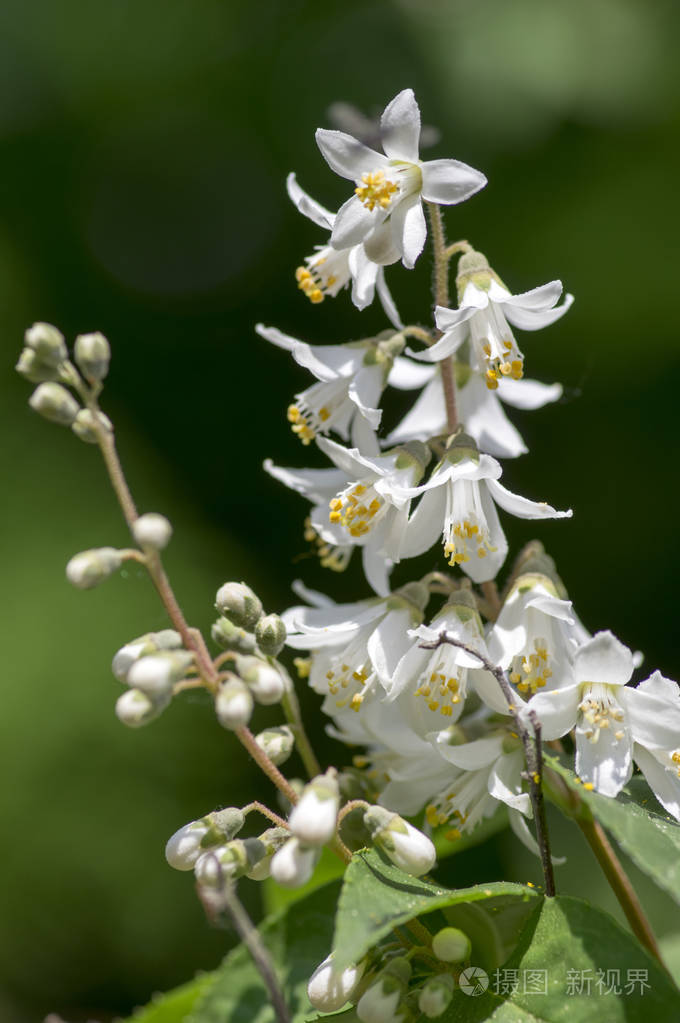 浅白花盛开美丽的开花观赏灌木生绿叶
