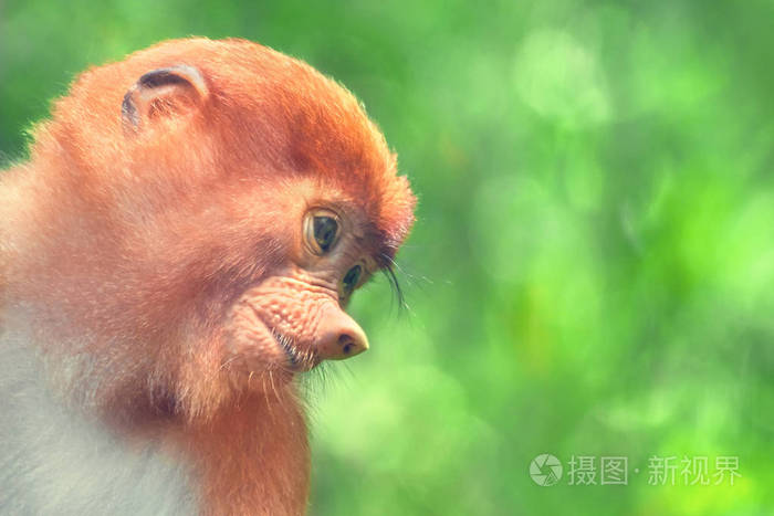 一只长鼻猴的婴儿(鼻翼)肖像特写