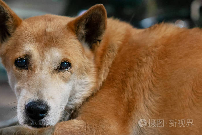 一只棕色的大流浪狗悲伤的脸紧闭着