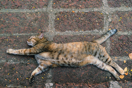 流浪猫甜蜜地睡在人行道上