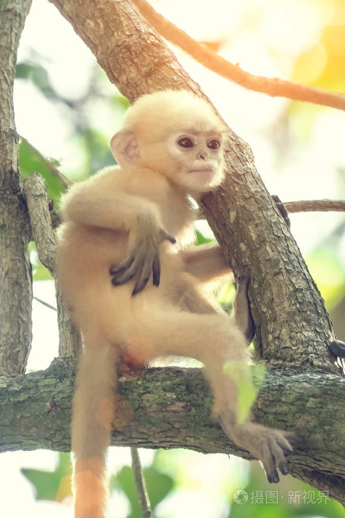 树枝上的一只黝黑的叶猴或眼镜叶猴的婴儿
