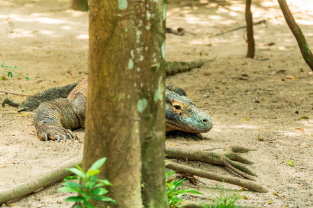 桑上科莫多龙varanuskomodoensis