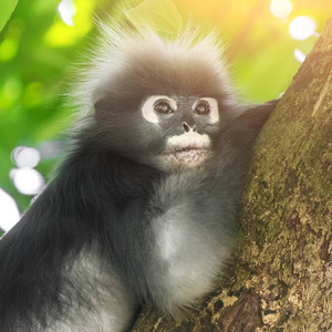 trachypithecus obscurus树上的眼镜叶猴female of dusky leaf monkey