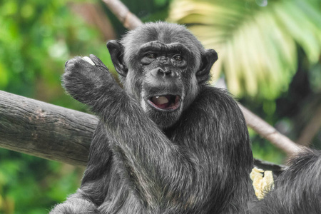 黑猩猩猴子肖像特写