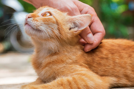 女人爱抚红街猫