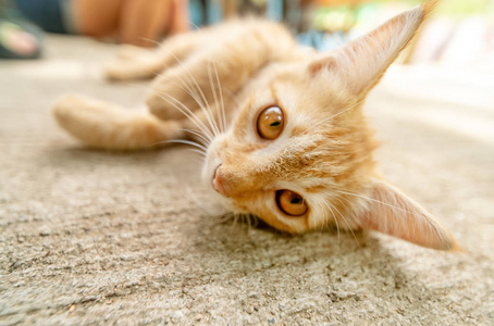 可爱的红发小猫躺在人行道上，靠近