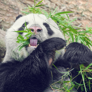 黑白熊猫吃竹子图片