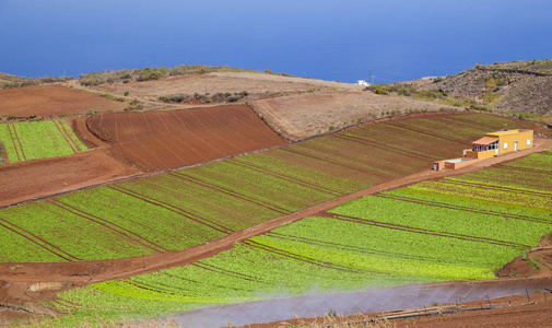 红火山土壤中生长的9月叶菜类蔬菜圣玛丽亚市