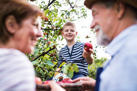 一对带着小孙子在果园摘苹果的老人夫妇