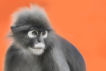 在橙色背景上的一幅画，是一只浓密的叶猴或一副眼镜猴