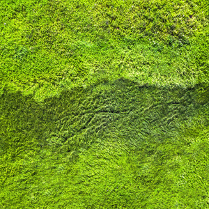 潮湿的绿草背景纹理