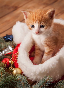 戴着红圣诞帽的小姜猫，放在木桌上，放着杉树和圣诞球