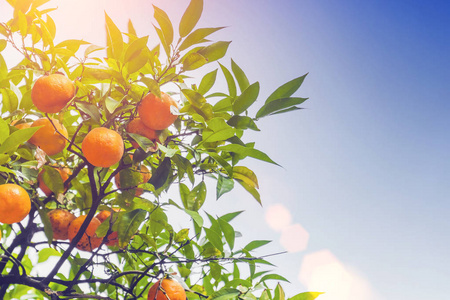 成熟的橙子在阳光下的树上结下果实照片