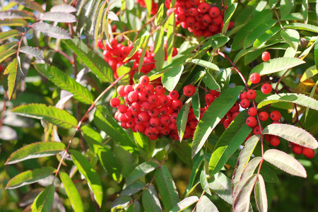 春秋 ashberry 枝和浆果。多彩的背景