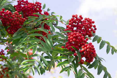 春秋 ashberry 枝和浆果。多彩的背景