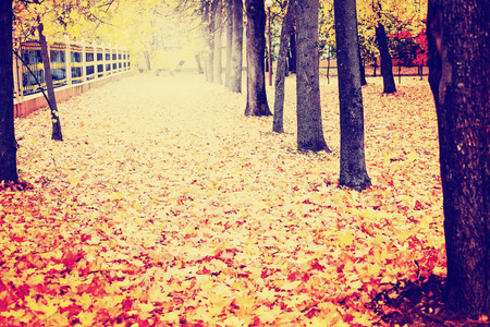 美丽的秋天金色公园风景