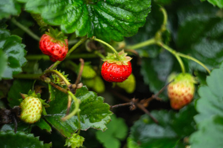 9月下旬的一个雨夜，用成熟的浆果修补草莓