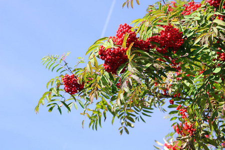 春秋 ashberry 枝和浆果。多彩的背景