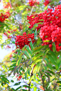 春秋 ashberry 枝和浆果。多彩的背景