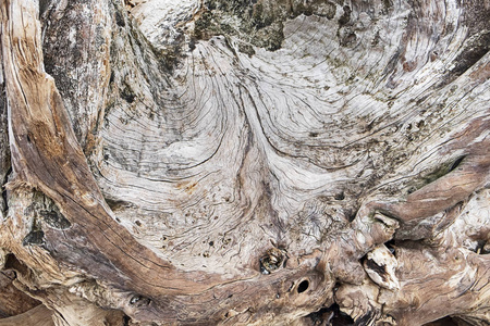 一个古老的风化漂流木桩的图案被冲到圣胡安岛的海滩上，导致了一个自然抽象。