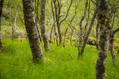 充满活力的秋天景观.照片