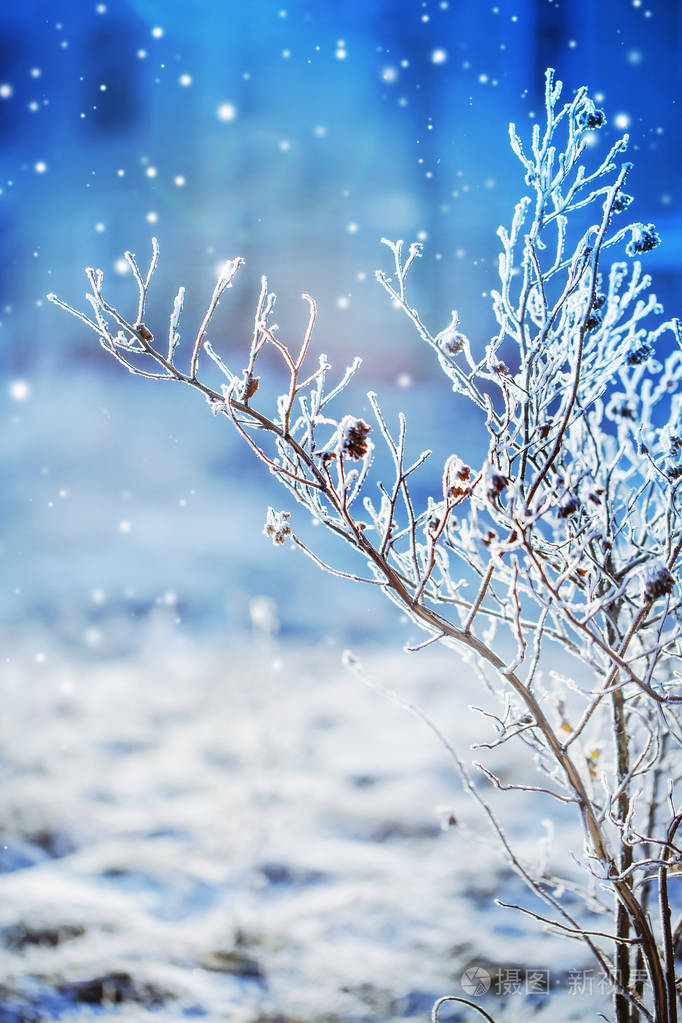 雪的冻枝特写