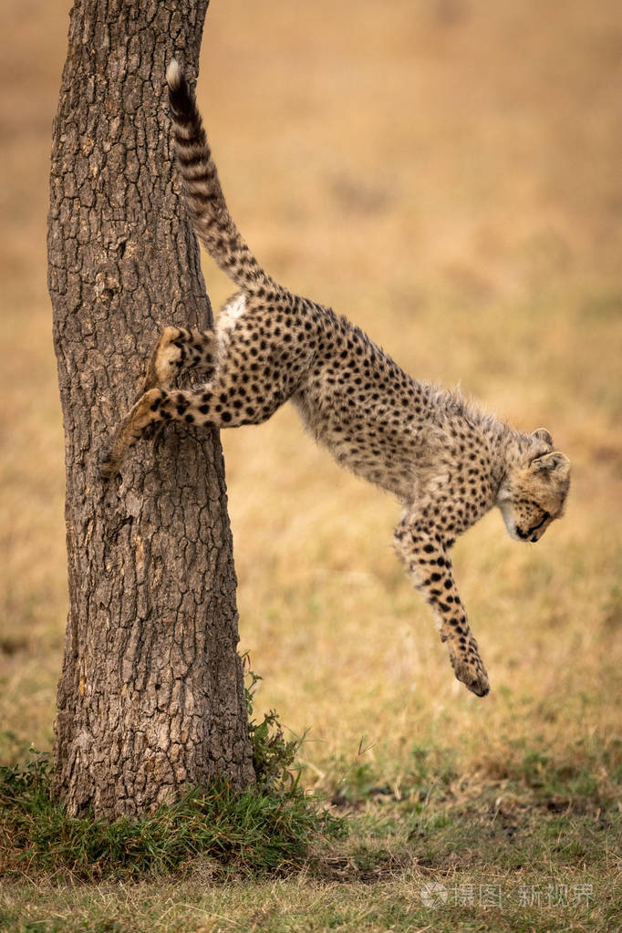 猎豹幼崽从树干上跳下来