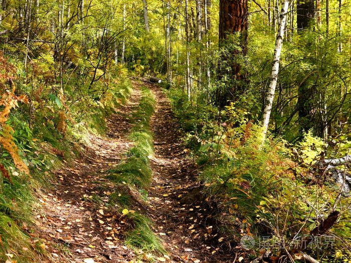 秋野森林中的泥土路