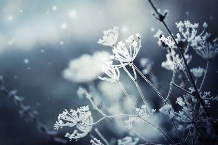 雪冻植物近景