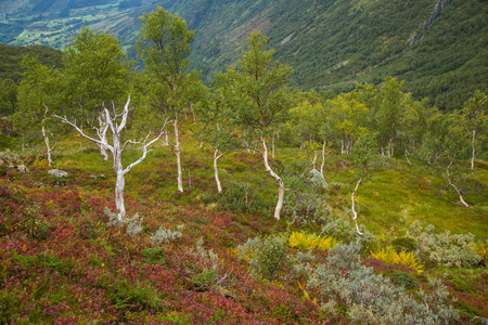 挪威的一个美丽的，仍然是绿色的秋林山坡，Folgefonna国家公园。充满活力的秋天景观。