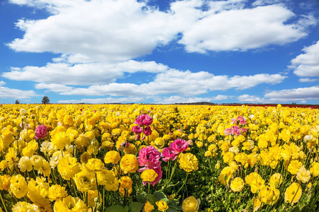 巨大的春天花园的田野,黄油,明亮的太阳,透过云层照耀.照片