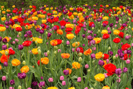 许多五颜六色的郁金香花自然春天背景照片