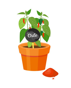 智利植物在盆栽和粉末红色黑色标签与文字盆栽香料矢量插图分离的白色辣椒调味品