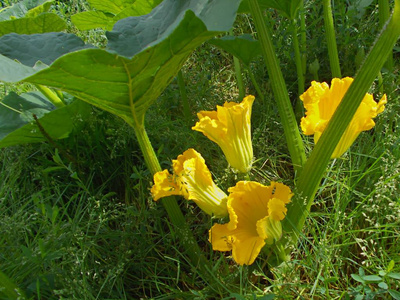 花园里鲜艳的西葫芦花