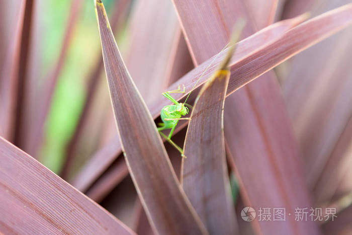 在自然日光下在外面的植物上的蚱蜢照片 正版商用图片13crtt 摄图新视界