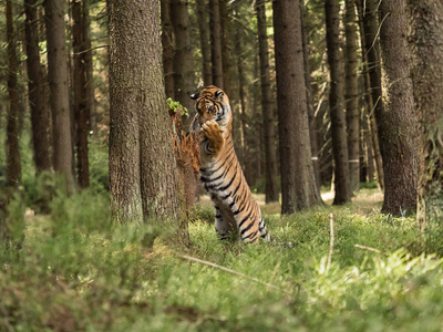 老虎肖像。 一只大老虎爬上森林里的一棵树。 野生老虎。 行动野生动物现场危险动物。 塔加美丽的西伯利亚虎。