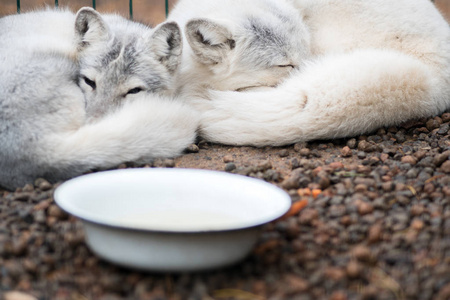 动物园里的狐狸两只美丽的白北极狐在动物园里睡觉照片