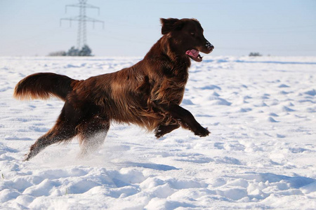 棕色扁平的毛毛猎犬在雪地里奔跑照片