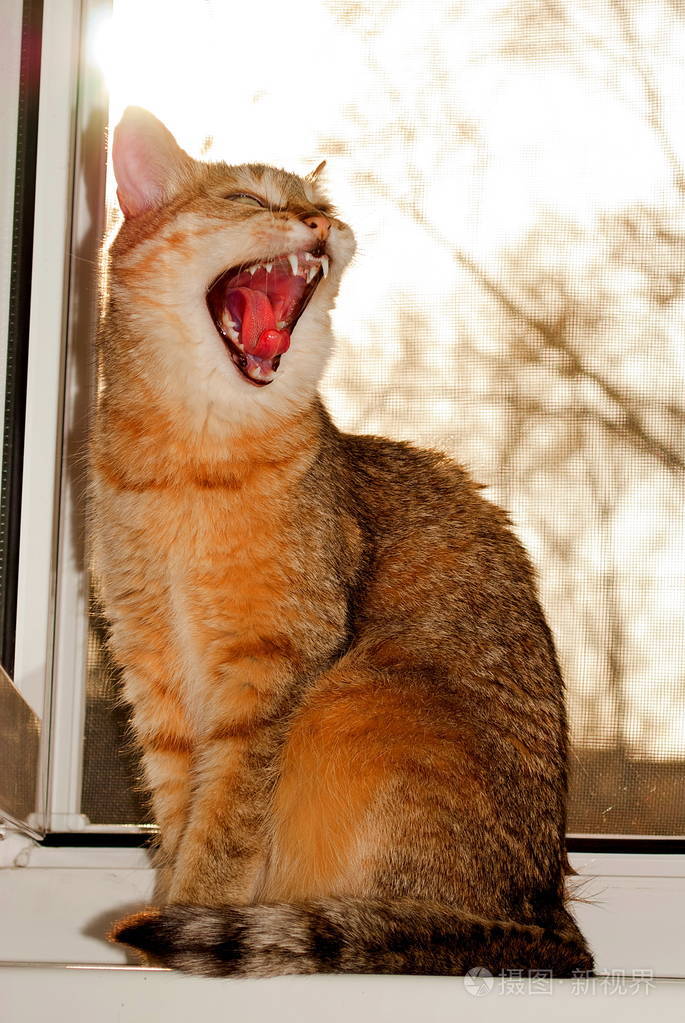打哈欠的猫在窗户上