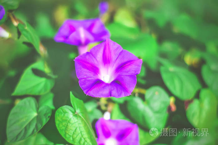 美丽的夏秋多彩的牵牛花 花的背景 颜色照片 正版商用图片13ctsd 摄图新视界 美丽的夏秋多彩的牵牛花 花的背景 颜色照片 正版商用图片13ctsd 摄图新视界