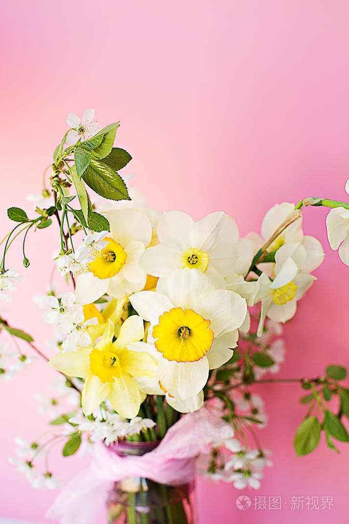 水仙花束，水仙花，鲜嫩的春黄色和粉红色背景的樱桃花