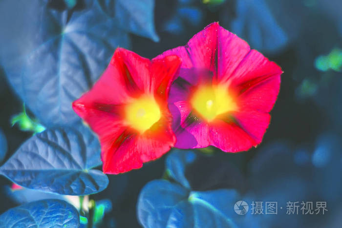 美丽的夏秋多彩的牵牛花 花的背景 颜色照片 正版商用图片13cub1 摄图新视界