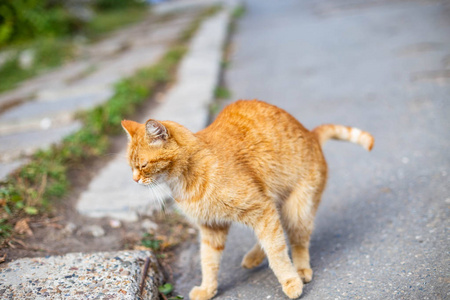 秋天早晨，美丽的红猫在人行道上等待喂食